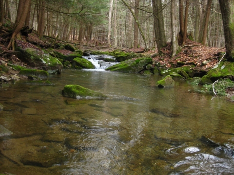 Image of healthy brook trout stream in NY.