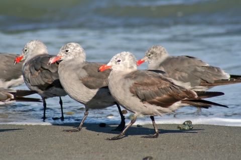 Heermann's Gulls on the Beach