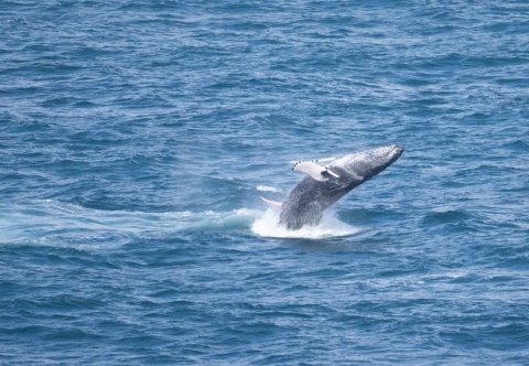 A humpback whale beaches off the waters