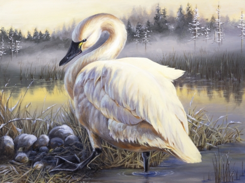 Oil paining of a Tundra Swan