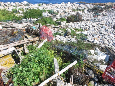 Trash litters and island
