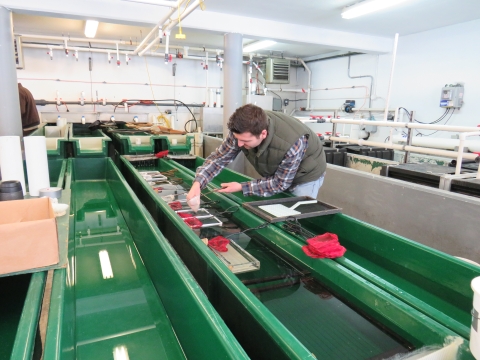 An FWS employee at work within a hatchery. 