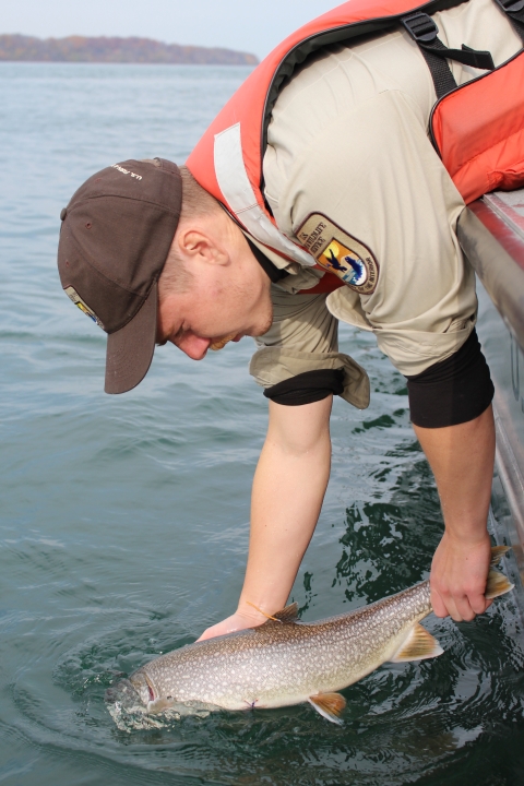 Biologist releasing lake trout.