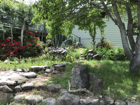 small yard with plants