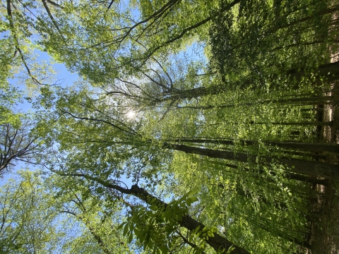 forest canopy 