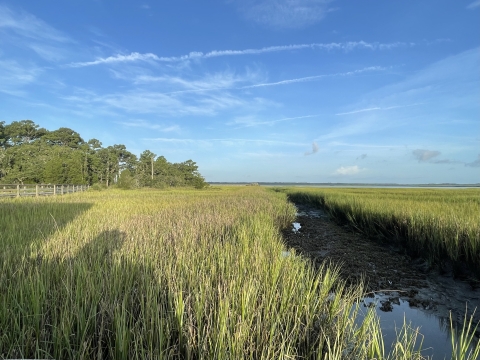 Field of long salt marsh grass with a small creek holding exposed oyster mounds.