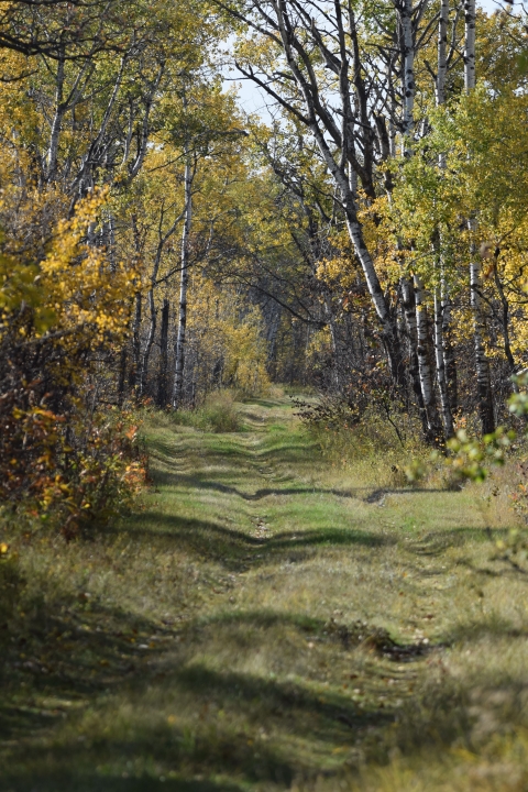 Trail in the fall at J. Clark Salyer National Wildlife Refuge