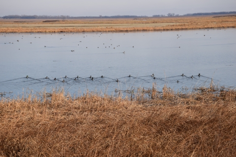 Mallard Ducks observed at J. Clark Salyer National Wildlife Refuge