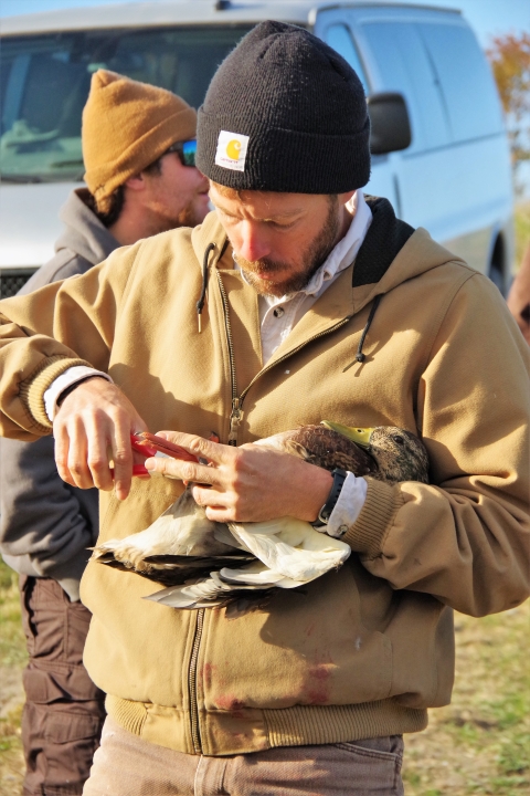 J. Clark Salyer National Wildlife Refuge biological science technician banding a duck