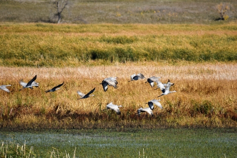 J. Clark Salyer National Wildlife Refuge Sandhill Cranes in flight