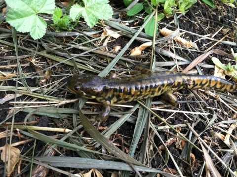 Tiger Salamander observed at J. Clark Salyer National Wildlife Refuge
