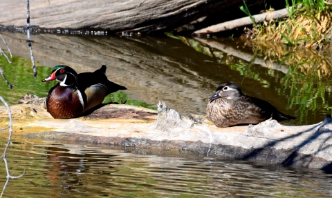 A pair of Wood Ducks resting in the sun at J. Clark Salyer National Wildlife Refuge