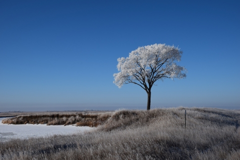 A lone tree on a low rise in the prairie. Snow is on the ground and on the leaves of the tree.