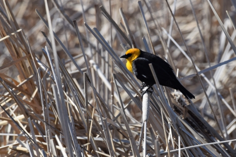 Yellow Headed Blackbird located at J. Clark Salyer National Wildlife Refuge