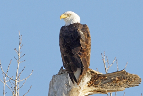 Bald eagle perched on a tree stump at Rocky Mountain Arsenal NWR