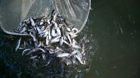 Many small silver fish in a net being released into water