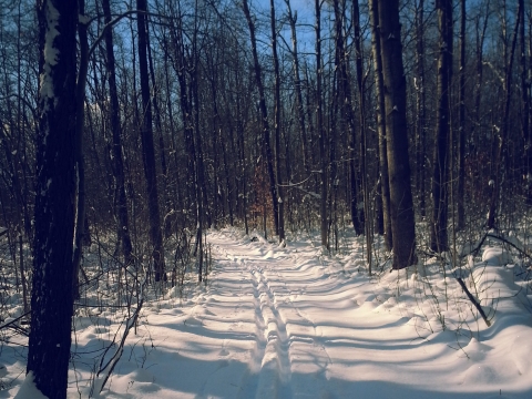 Image of a snowy forested trail with ski tracks in the snow