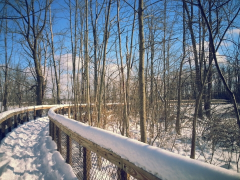 Image of a snowy boardwalk with blue skies and bare trees
