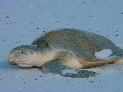 A single adult Kemp's ridley sea turtle basks in the sun on a beach.