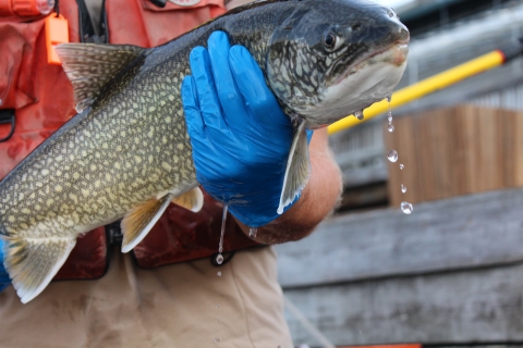 Front view of lake trout being held by biologist.