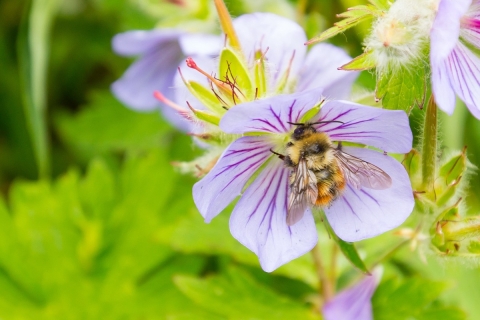 fuzzy bee on a purple flower