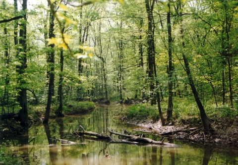 A calm creek running through a forest with green vegetation.
