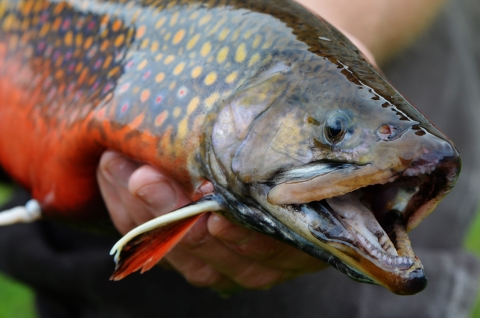 Person handling a brightly colored brook trout