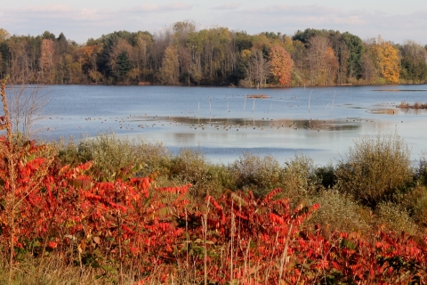 Image of open water surrounded by fall foliage 