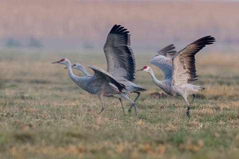 Three sandhill cranes on the ground with wings stretched preparing to take flight.
