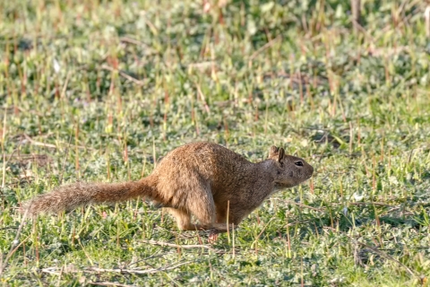 Ground squirrel running through a grass field.