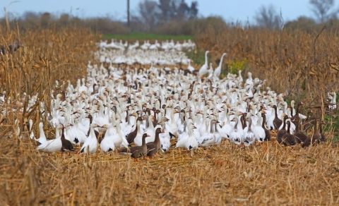 Geese in a mowed corn field.