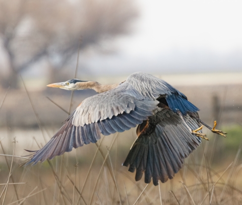 Great blue heron in flight.