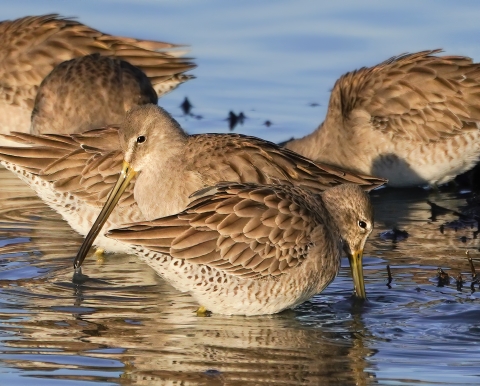 Long-billed dowitcher shorebirds foraging in shallow water.