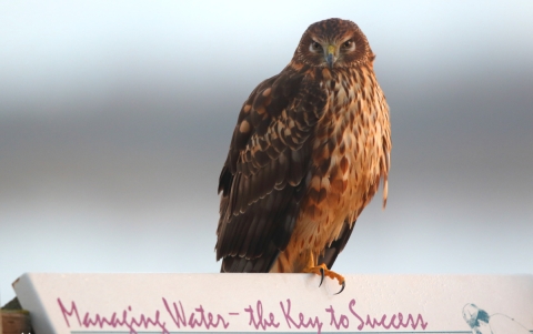 Northern harrier hawk perched on a sign.