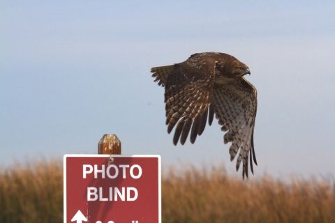 Red-tailed hawk taking to flight off a sign post.