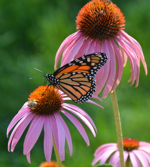 Monarch butterfly and honey bee on flower