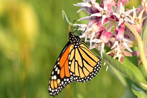 Monarch on showy milkweed