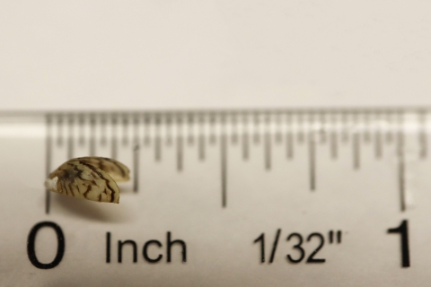 Zebra mussel on a transparent ruler which shows that the mussel is about one fourth inch long