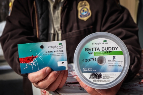 USFWS Law Enforcement Officer holds two types of packaging for moss balls, one packaging being Shrimp Buddies and the other being Betta Buddy