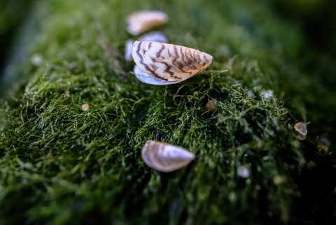 Column of zebra mussels on a moss ball