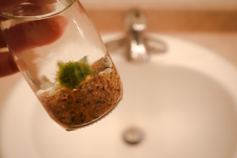 Holding a terrarium with a moss ball above a bathroom sink