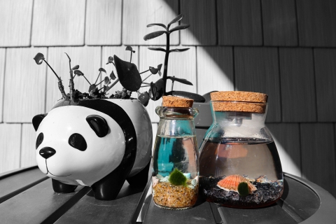 Two terrariums each with a single moss ball on a patio table surrounded by other house plants