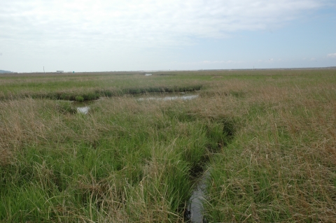 A small canal-like structure meanders through the tall green grass of a marsh. 