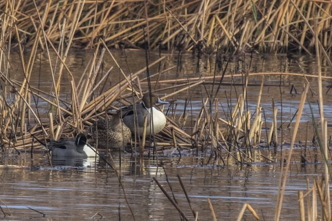 Three northern pintail ducks on a wetland.