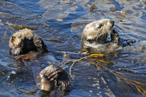 Sea otter floating with kelp
