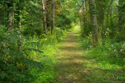 A dirt trail leads through very green woodlands