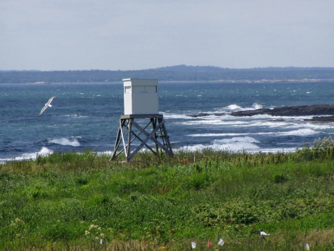 Bird Blind on Petit Manan Island