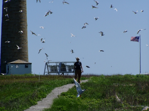 Petit Manan Island researcher walking on the boardwalk 