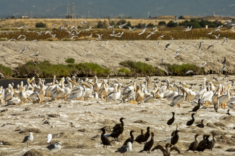 a bunch of different kinds of birds on a beach