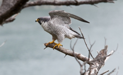 A peregrine falcon perched on a tree branch with wings stretched